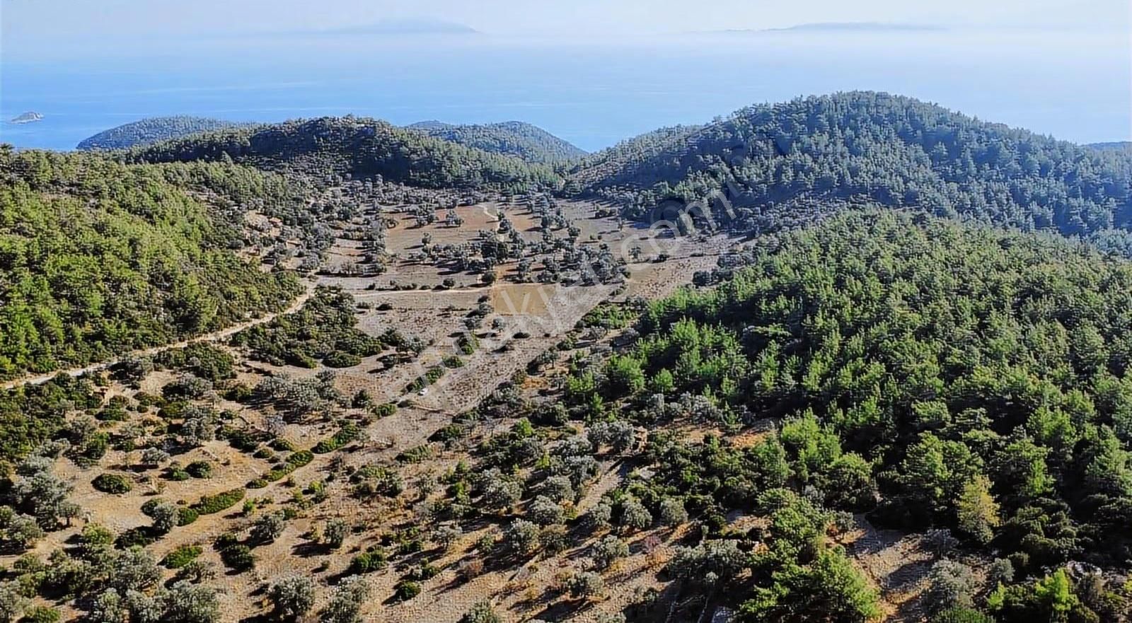 Bodrum Yalıçiftlik'te Müstakil 1350 M² Deniz Manzaralı Tarla - Görsel 7