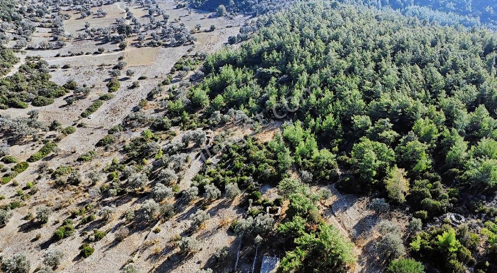 Bodrum Yalıçiftlik'te Müstakil 1350 M² Deniz Manzaralı Tarla - Görsel 6