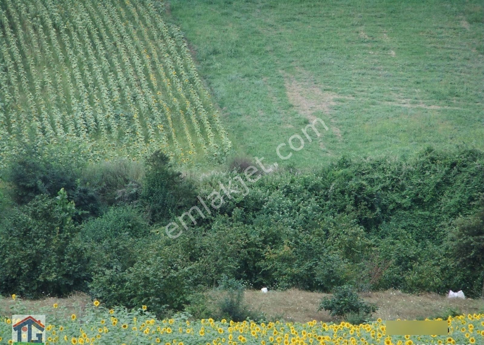 İzmit/bağlıca Köyü Dere Kenarında %5 İmarlı Tarla. - Görsel 2