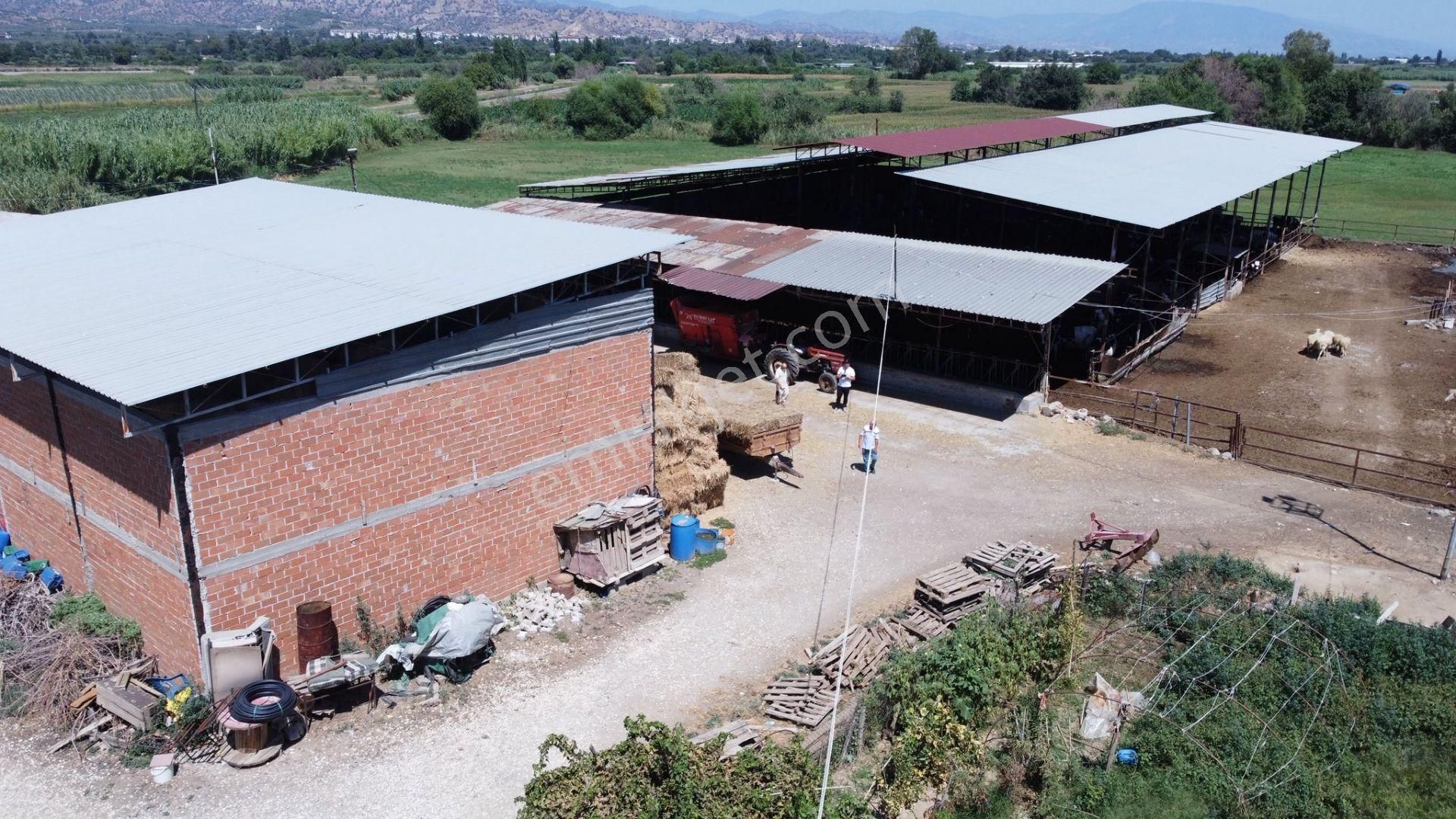 🛑 Sağımlık Veya Besilik Hayvancılık Yapmak İsteyenler İçin Kaçırılmaz Fırsat! - Görsel 5