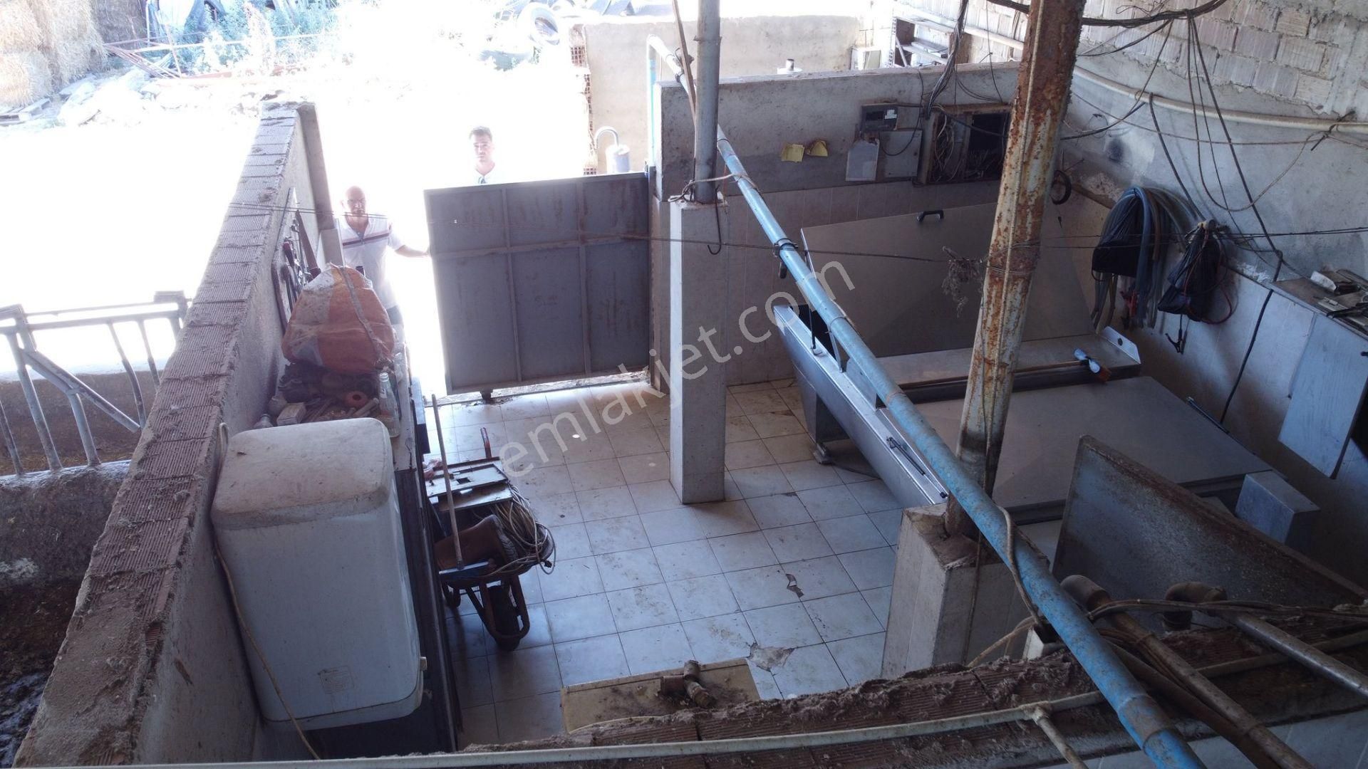 🛑 Sağımlık Veya Besilik Hayvancılık Yapmak İsteyenler İçin Kaçırılmaz Fırsat! - Görsel 12