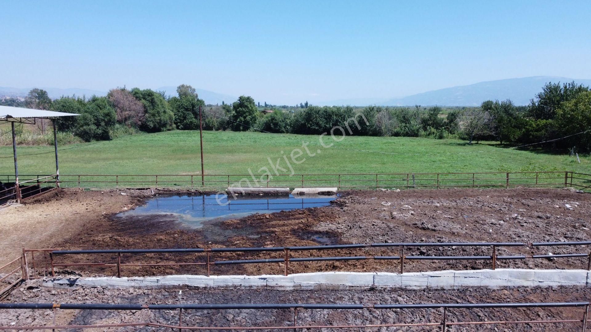 🛑 Sağımlık Veya Besilik Hayvancılık Yapmak İsteyenler İçin Kaçırılmaz Fırsat! - Görsel 24