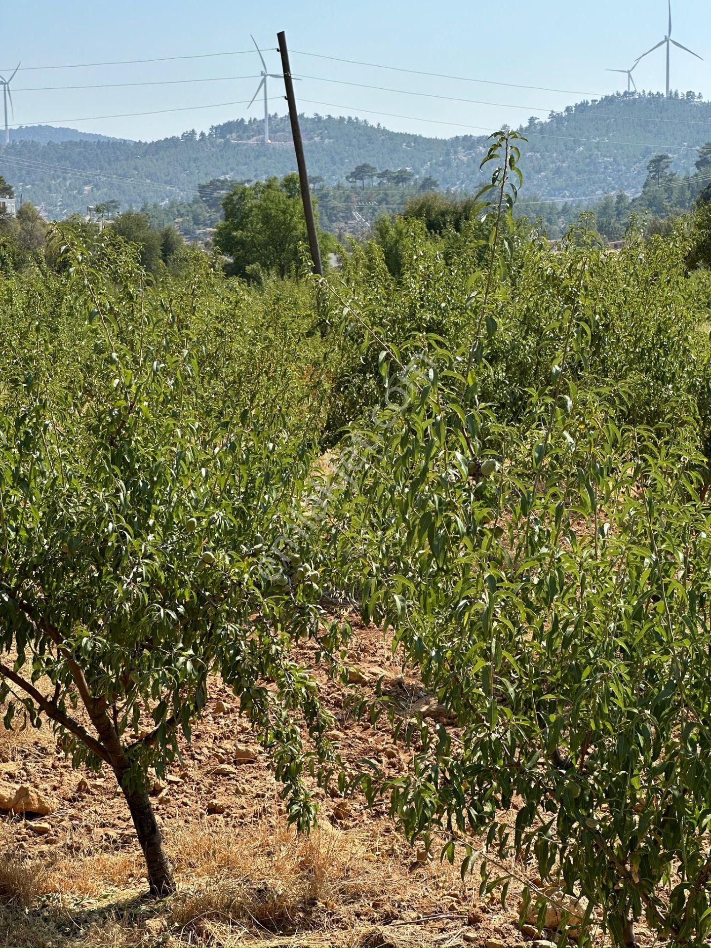 Mersin Silifke Akdere Gökbelen Mevkiinde Badem Bahçesi - Görsel 24