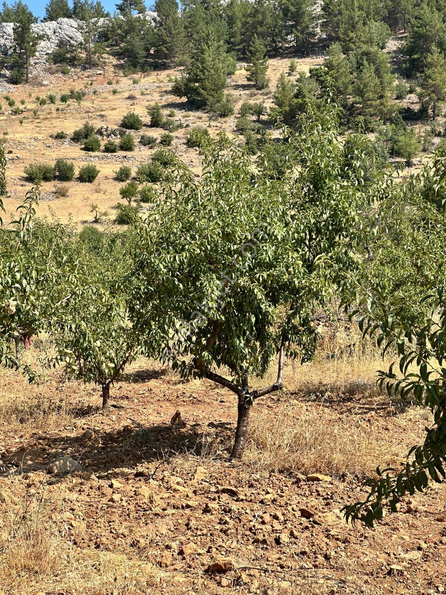 Mersin Silifke Akdere Gökbelen Mevkiinde Badem Bahçesi - Görsel 28