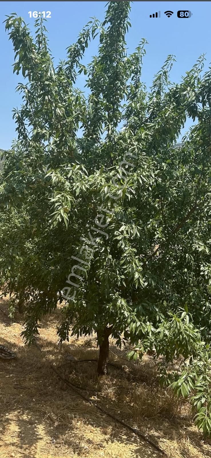 Mersin Silifke Akdere Gökbelen Mevkiinde Badem Bahçesi - Görsel 4