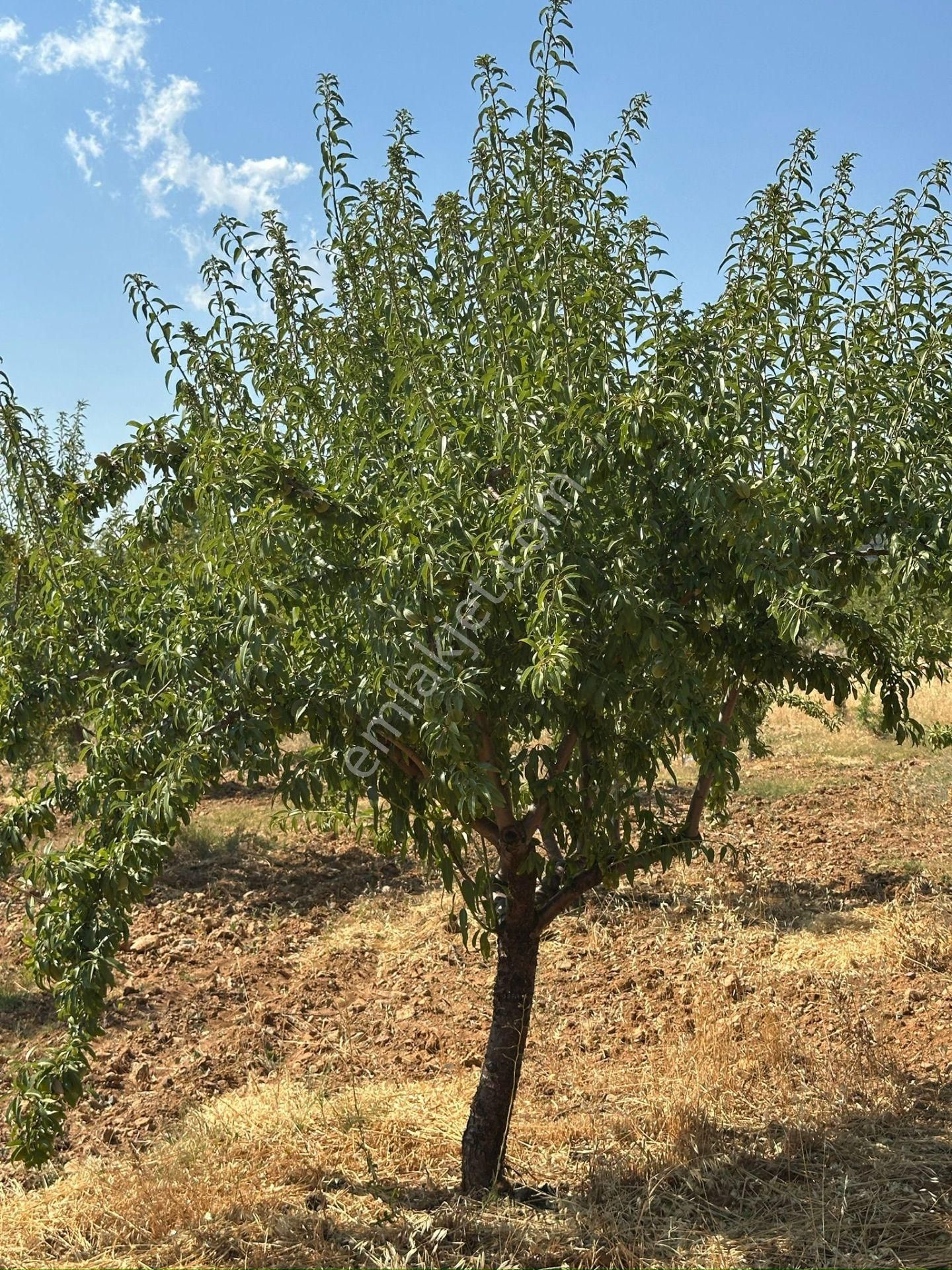Mersin Silifke Akdere Gökbelen Mevkiinde Badem Bahçesi - Görsel 18