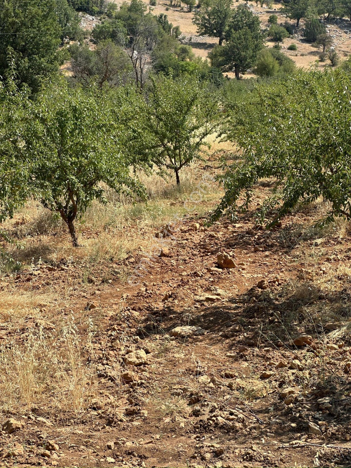 Mersin Silifke Akdere Gökbelen Mevkiinde Badem Bahçesi - Görsel 25