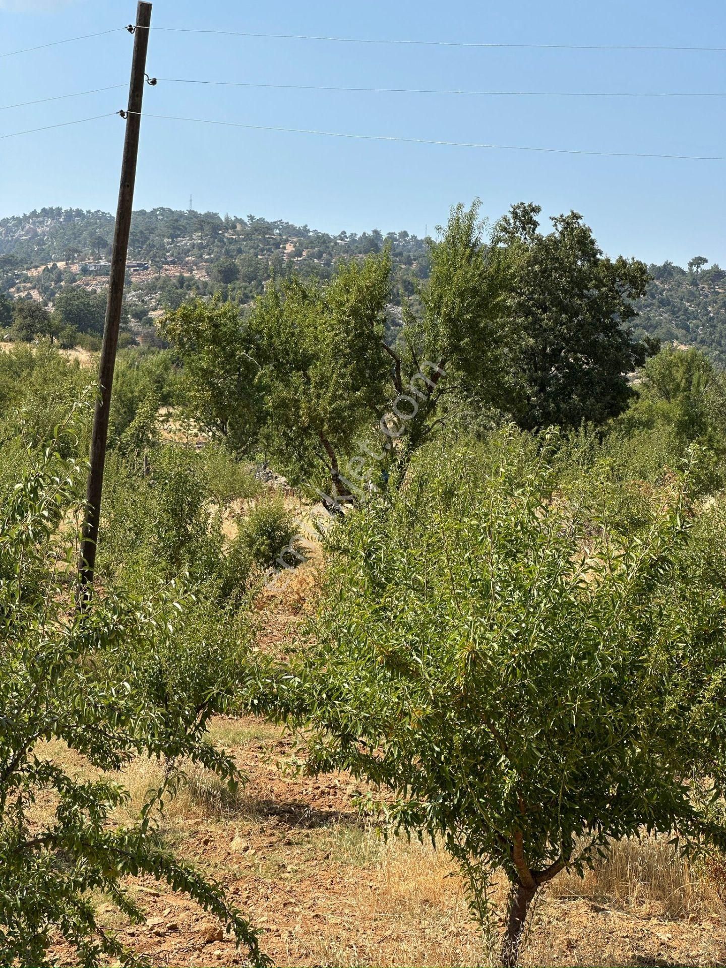 Mersin Silifke Akdere Gökbelen Mevkiinde Badem Bahçesi - Görsel 16