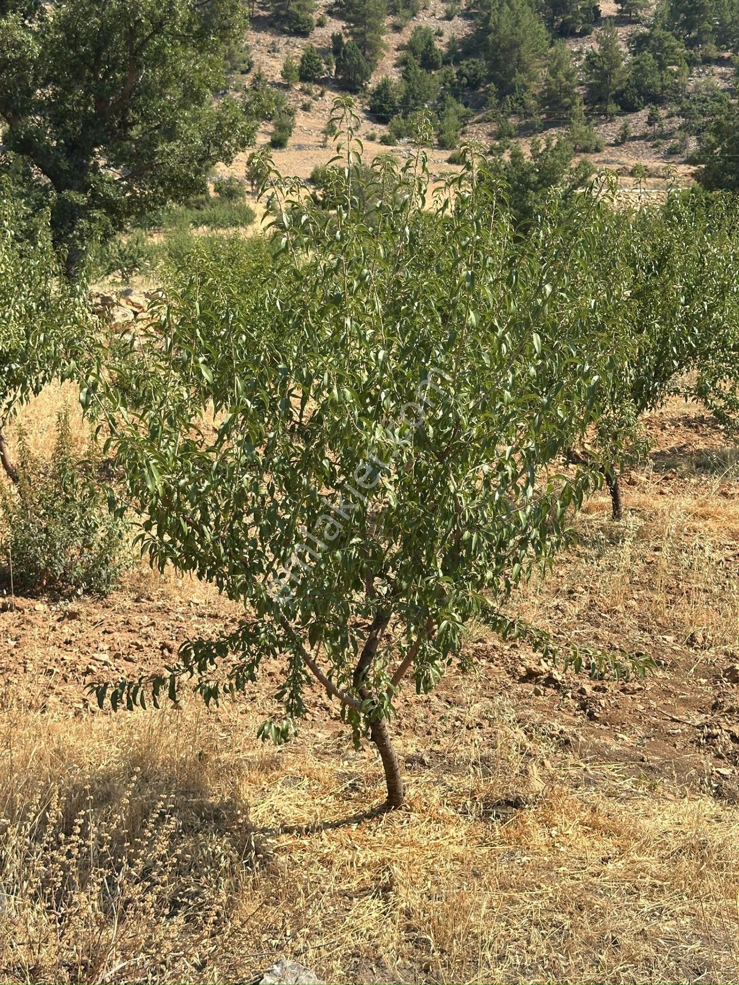 Mersin Silifke Akdere Gökbelen Mevkiinde Badem Bahçesi - Görsel 27