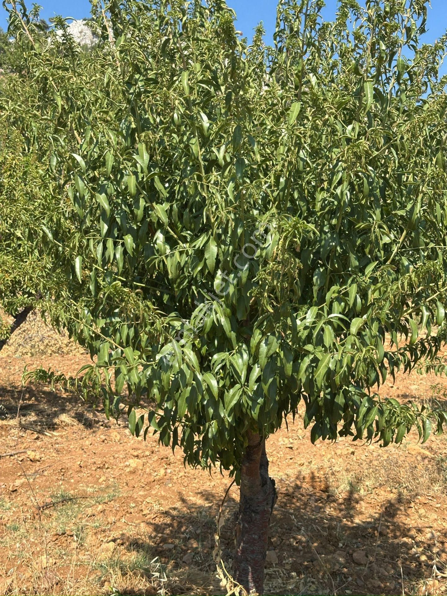 Mersin Silifke Akdere Gökbelen Mevkiinde Badem Bahçesi - Görsel 30