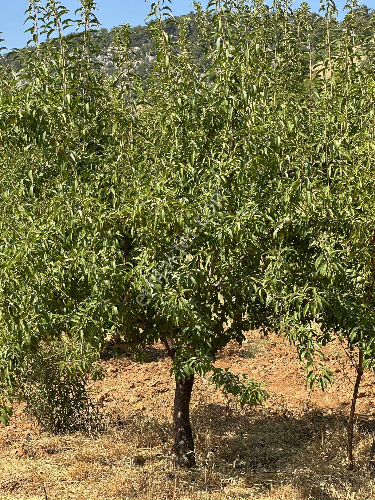 Mersin Silifke Akdere Gökbelen Mevkiinde Badem Bahçesi - Görsel 29