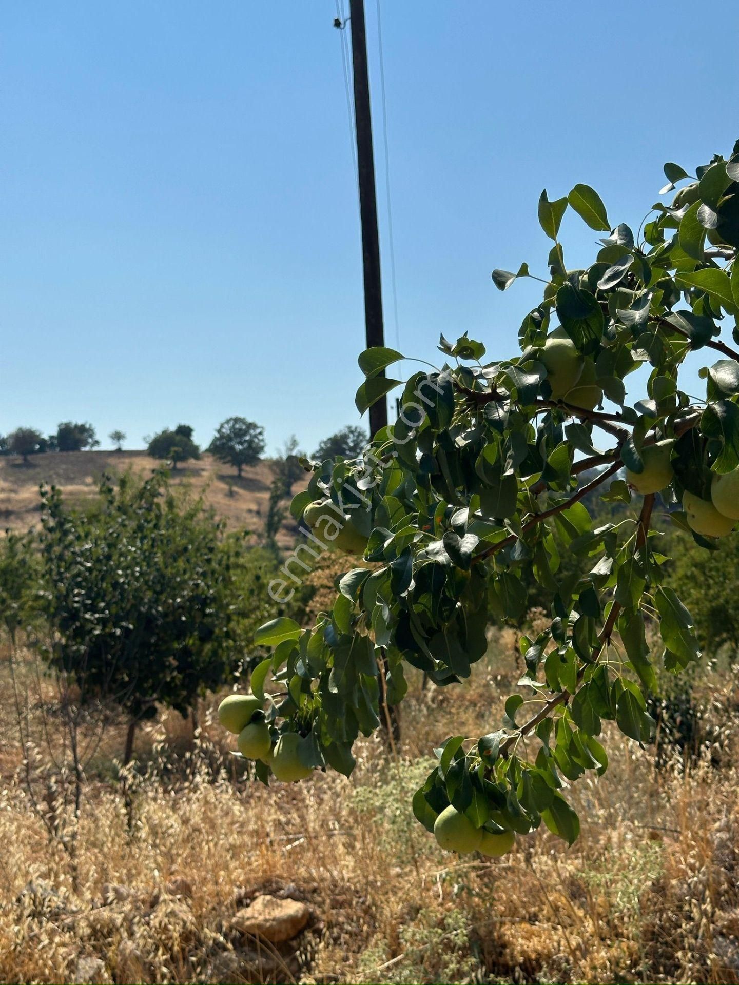 Mersin Silifke Akdere Gökbelen Mevkiinde Badem Bahçesi - Görsel 20