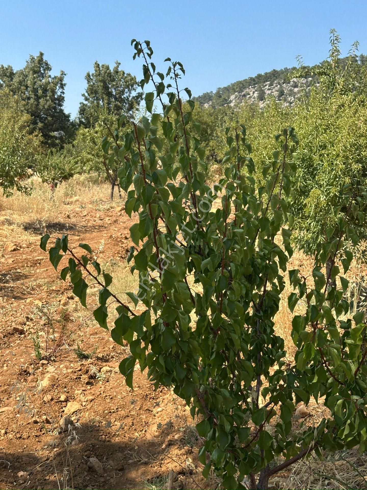 Mersin Silifke Akdere Gökbelen Mevkiinde Badem Bahçesi - Görsel 19