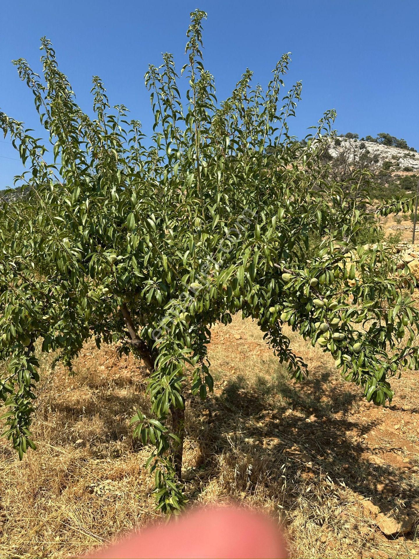 Mersin Silifke Akdere Gökbelen Mevkiinde Badem Bahçesi - Görsel 14