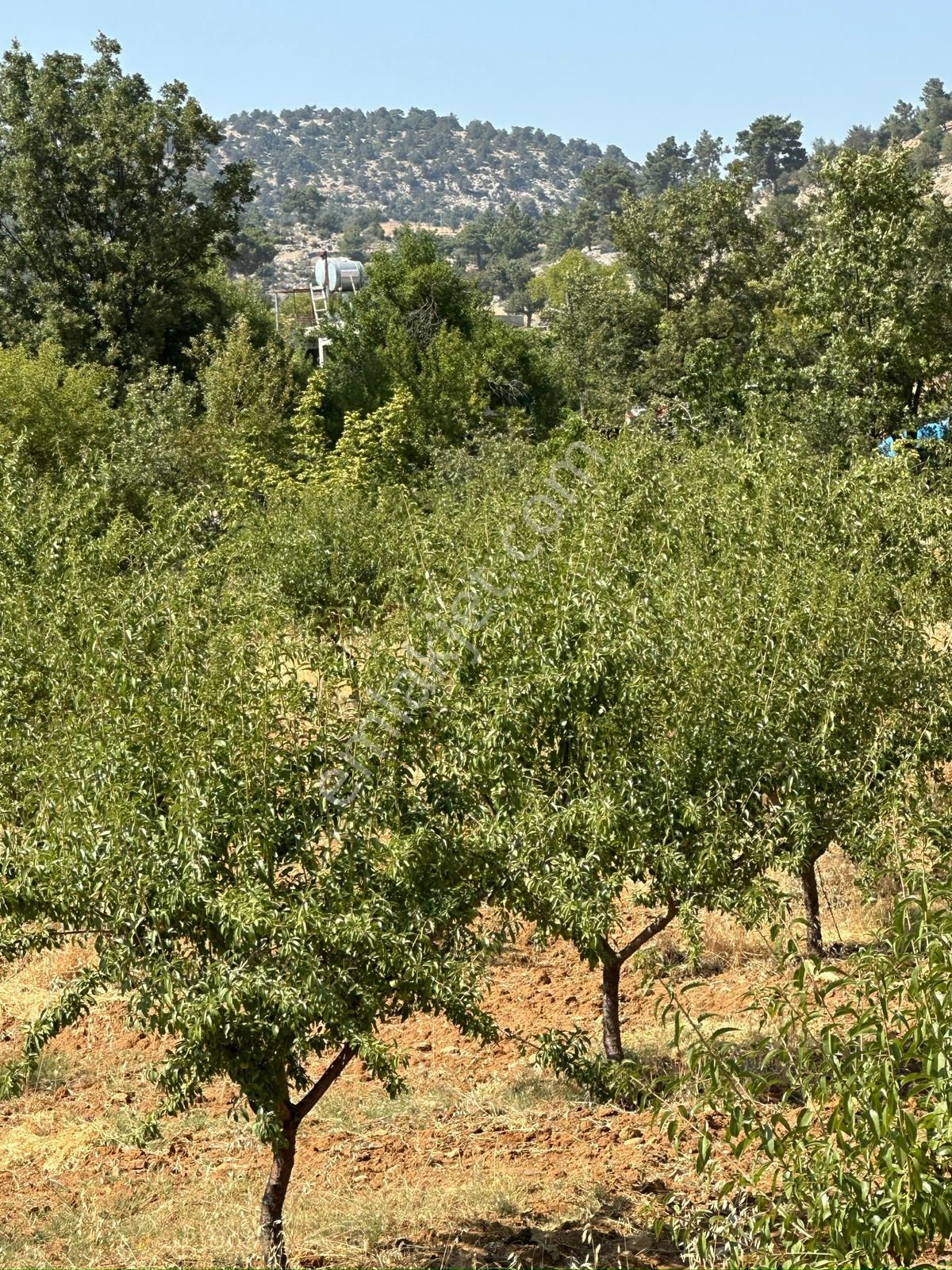 Mersin Silifke Akdere Gökbelen Mevkiinde Badem Bahçesi - Görsel 7