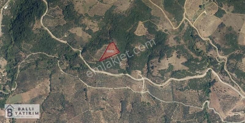 Ballı Yatırım'dan Mirzaobada Tek Tapu 4900m2 Fırsat Tarla