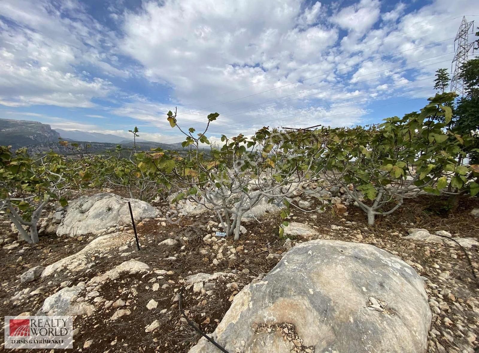 Rw Tersis'den Tarsus Hacıhamzalıda Satılık İncir Bahçesi - Görsel 5