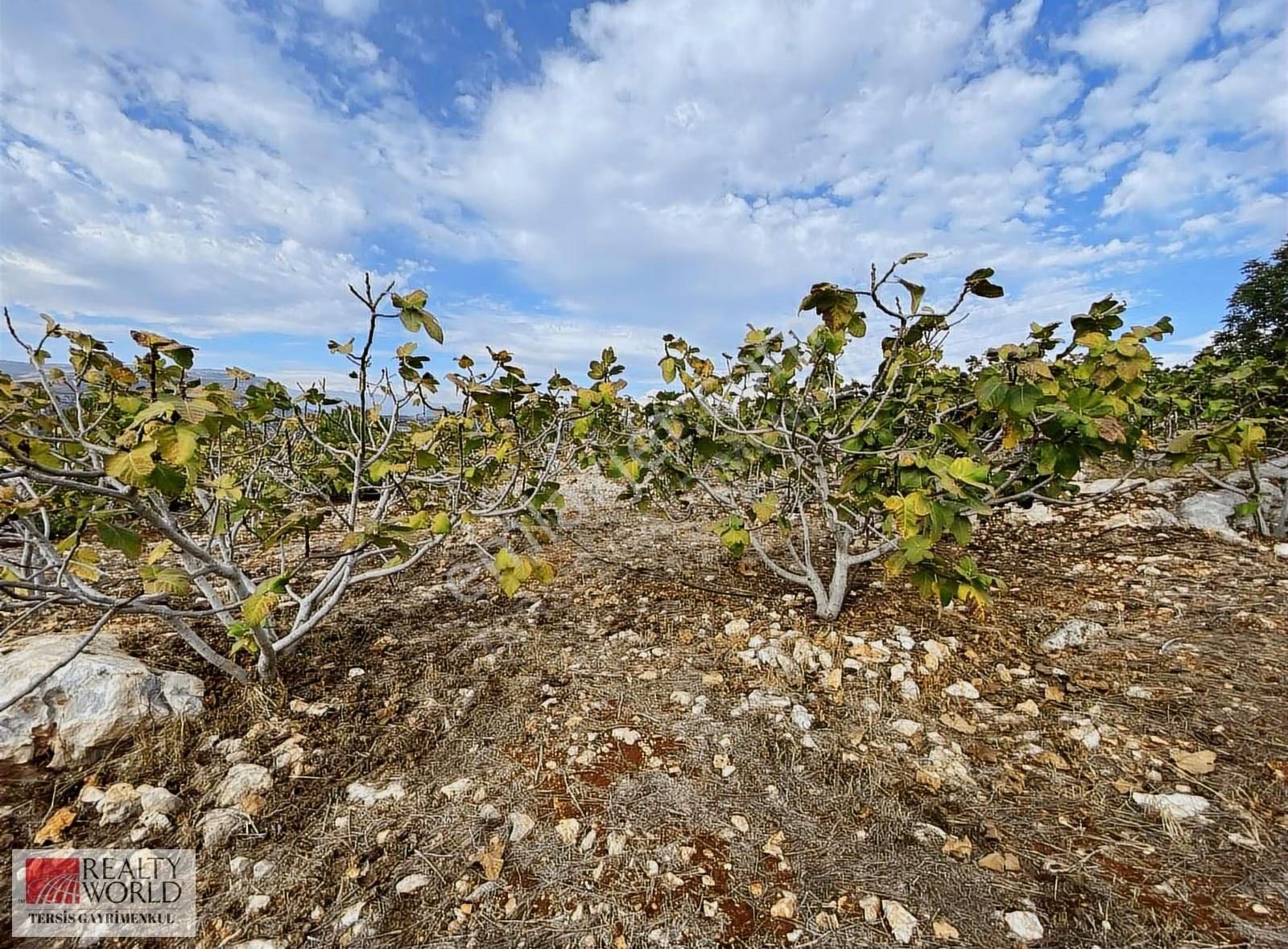 Rw Tersis'den Tarsus Hacıhamzalıda Satılık İncir Bahçesi - Görsel 19
