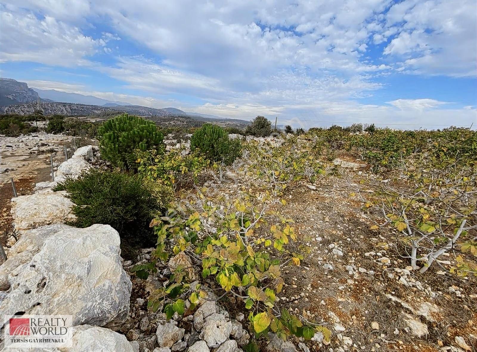 Rw Tersis'den Tarsus Hacıhamzalıda Satılık İncir Bahçesi - Görsel 9