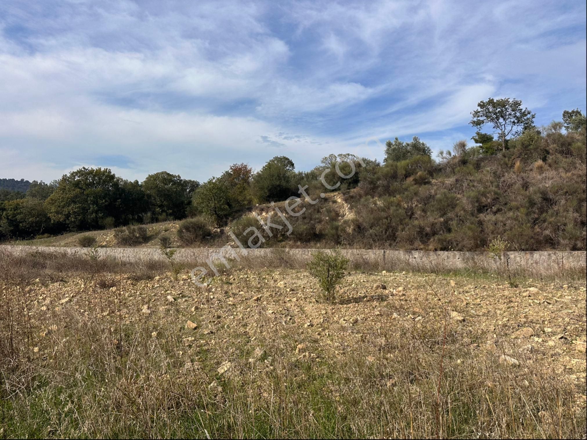 İzmir Bergama Çeltikçi Satılık 1.335 M2 Asfalt Cepheli Zeytinlik - Görsel 5