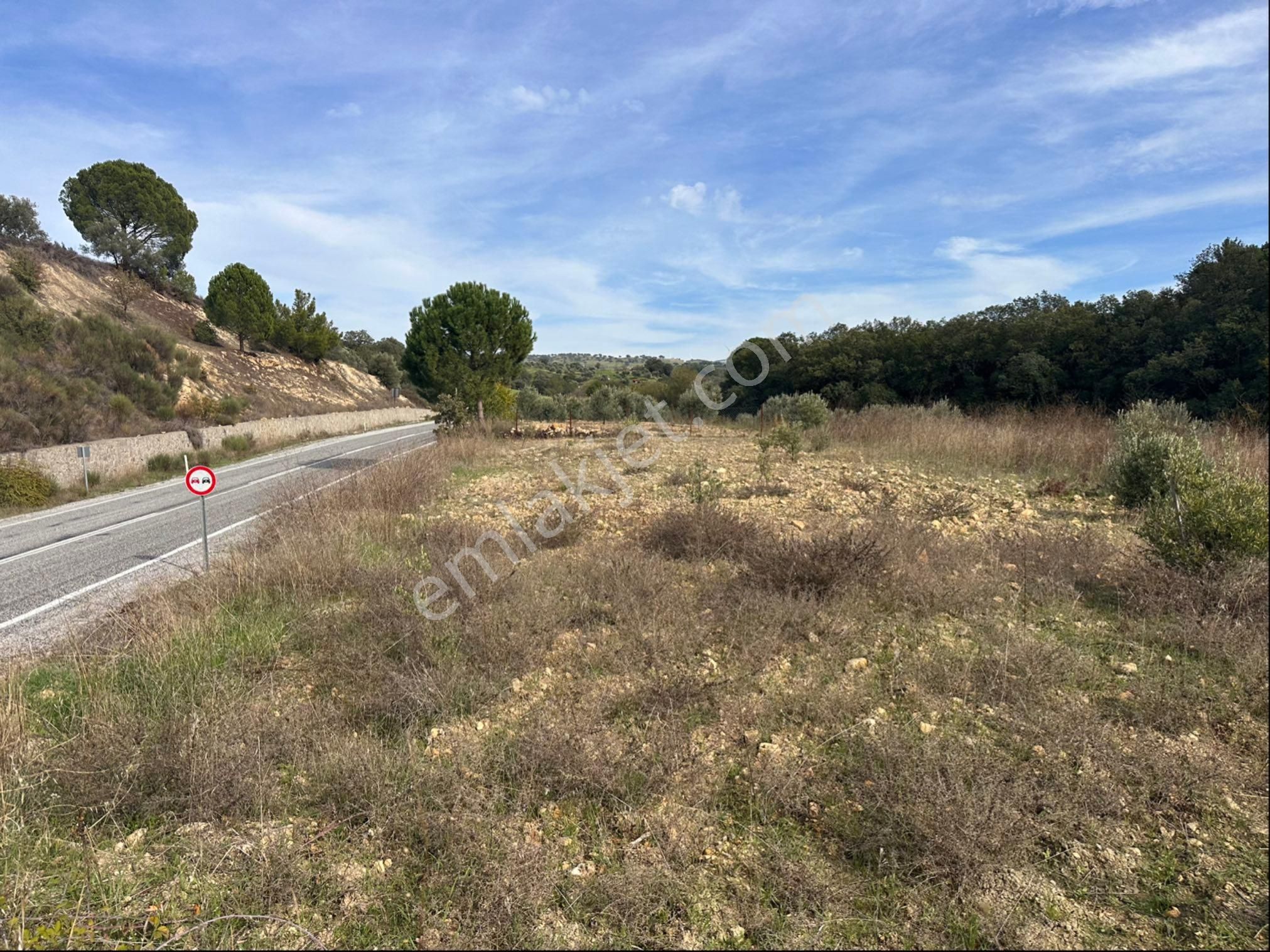 İzmir Bergama Çeltikçi Satılık 1.335 M2 Asfalt Cepheli Zeytinlik - Görsel 3