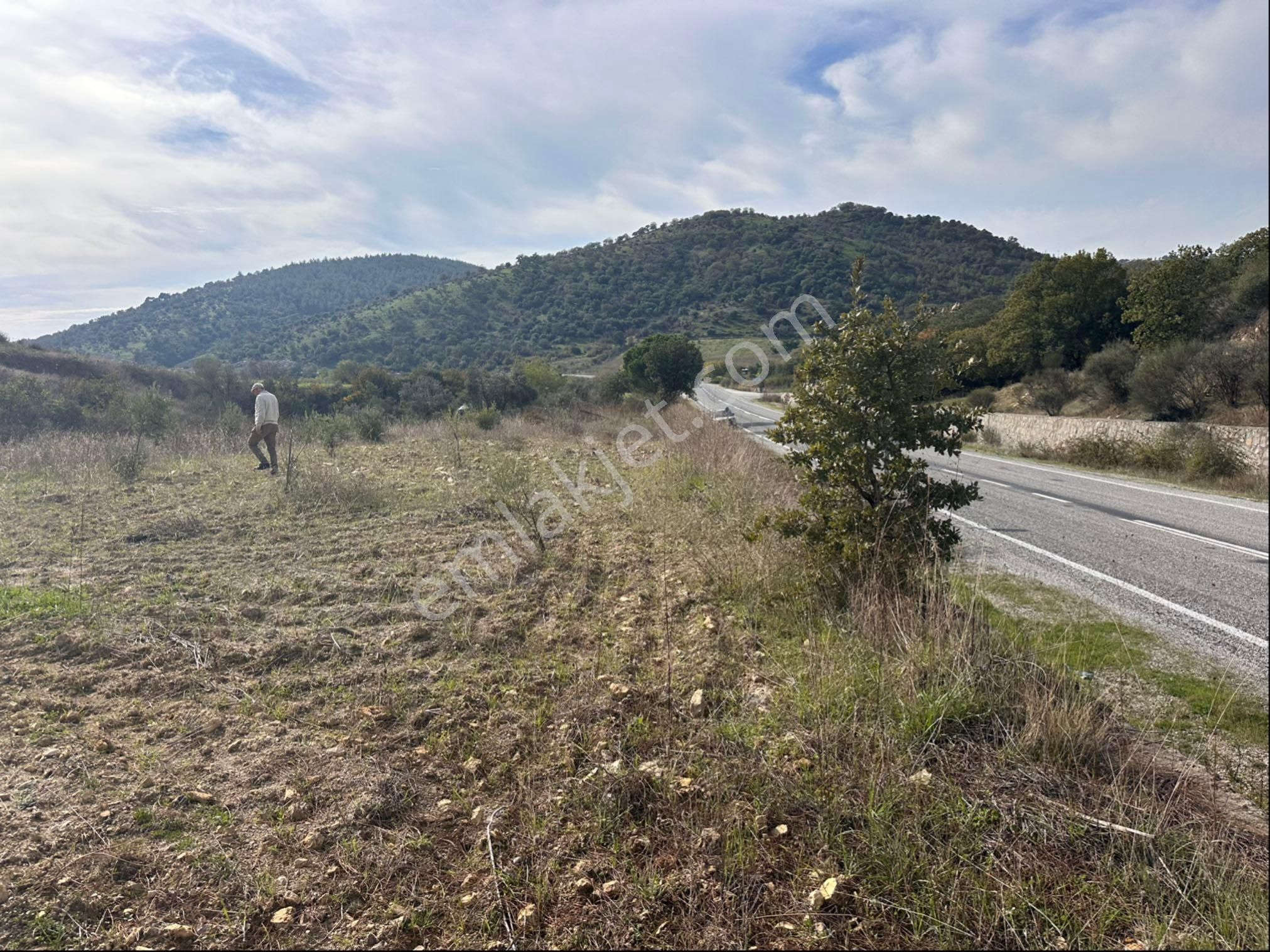 İzmir Bergama Çeltikçi Satılık 1.335 M2 Asfalt Cepheli Zeytinlik - Görsel 4