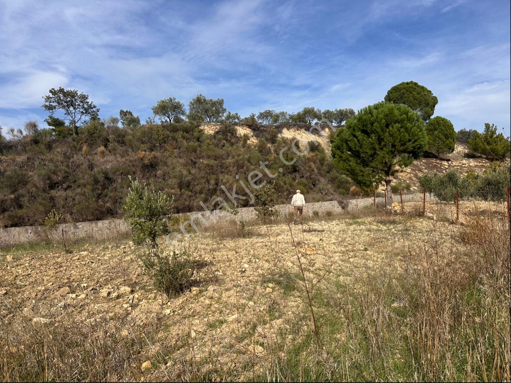 İzmir Bergama Çeltikçi Satılık 1.335 M2 Asfalt Cepheli Zeytinlik - Görsel 6