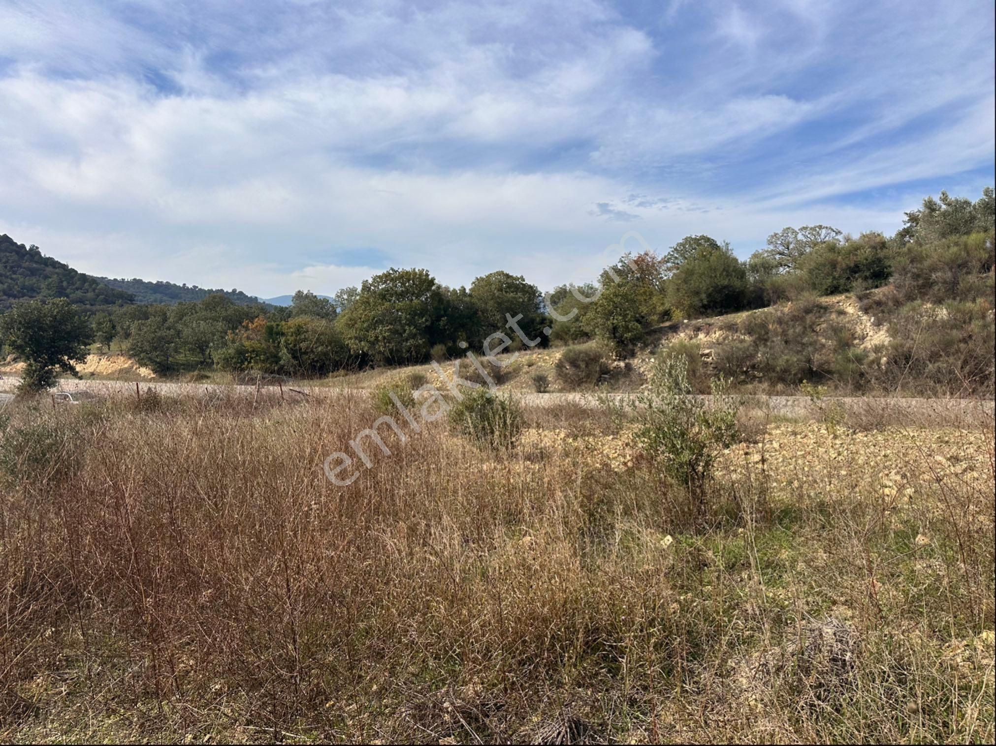 İzmir Bergama Çeltikçi Satılık 1.335 M2 Asfalt Cepheli Zeytinlik - Görsel 15