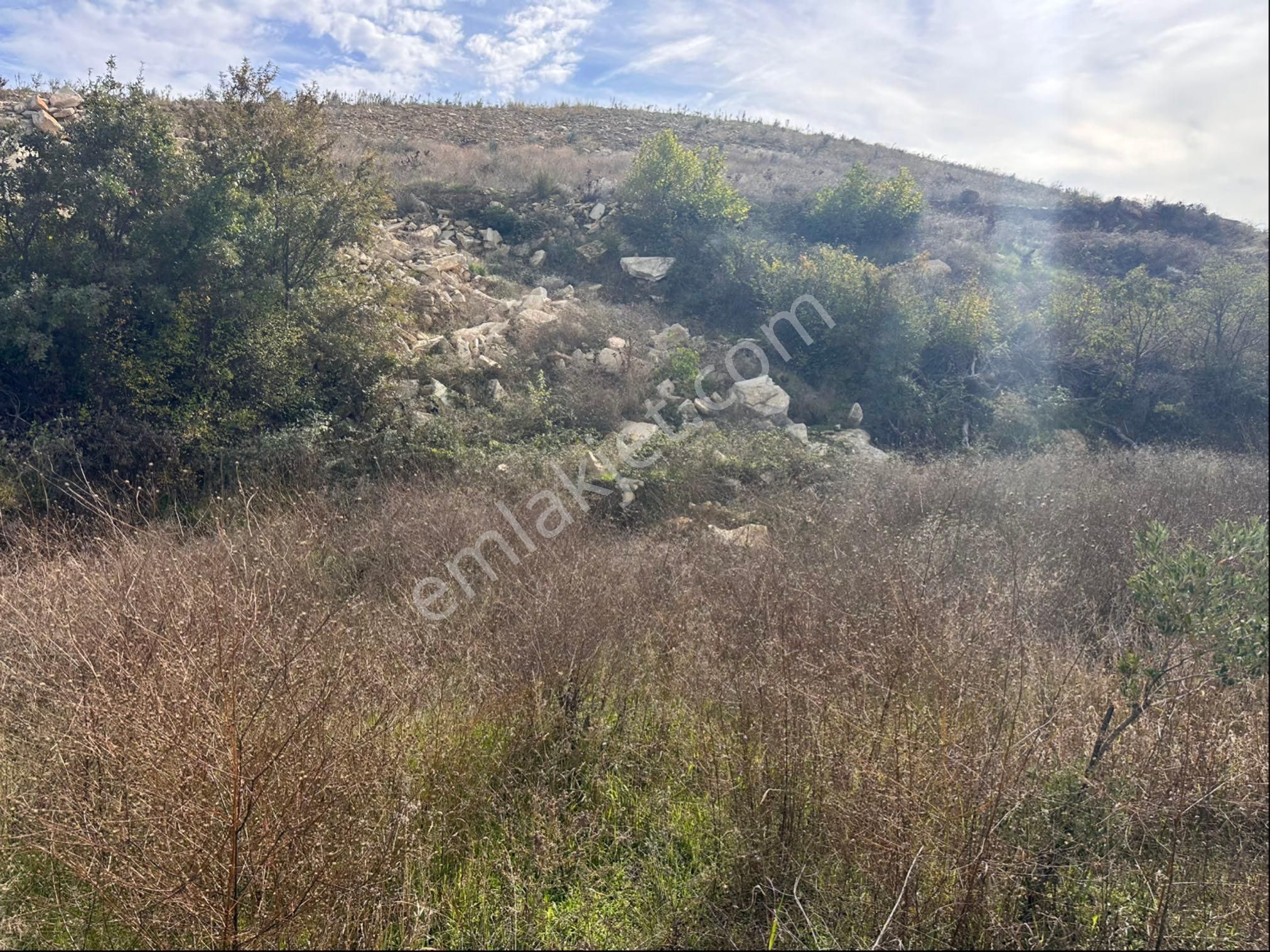 İzmir Bergama Çeltikçi Satılık 1.335 M2 Asfalt Cepheli Zeytinlik - Görsel 12