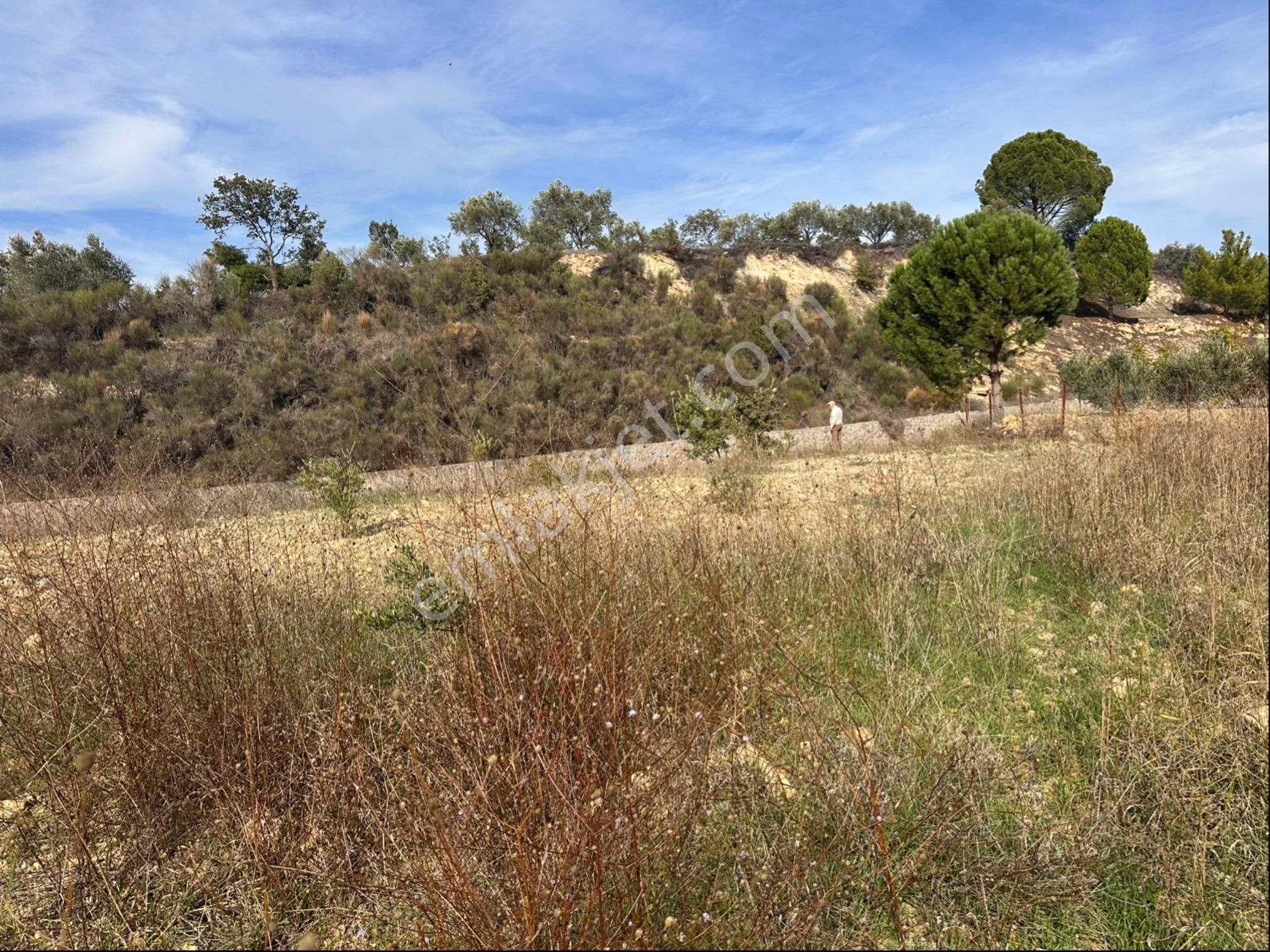 İzmir Bergama Çeltikçi Satılık 1.335 M2 Asfalt Cepheli Zeytinlik - Görsel 14