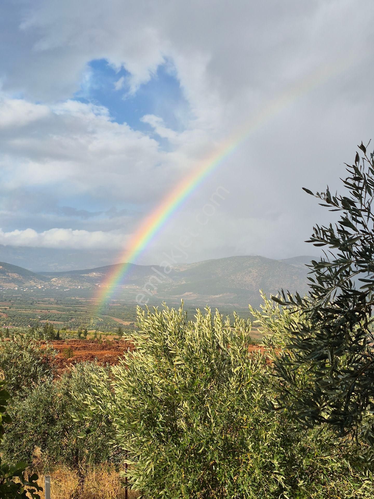 Çal İsebeylide Satılı Ceviz Bahcesi