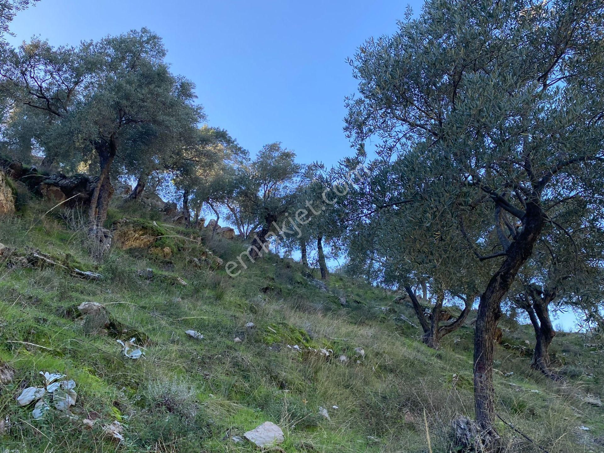 Muğla Milas Da 5 800 M2 Tek Tapu Müstakil Parsel Arazi Satılık