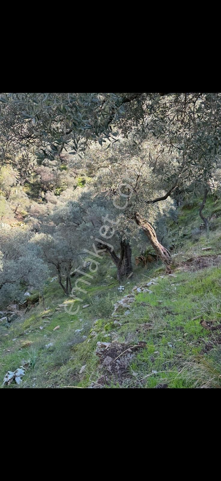 Muğla Milas Da 5 800 M2 Tek Tapu Müstakil Parsel Arazi Satılık - Görsel 5