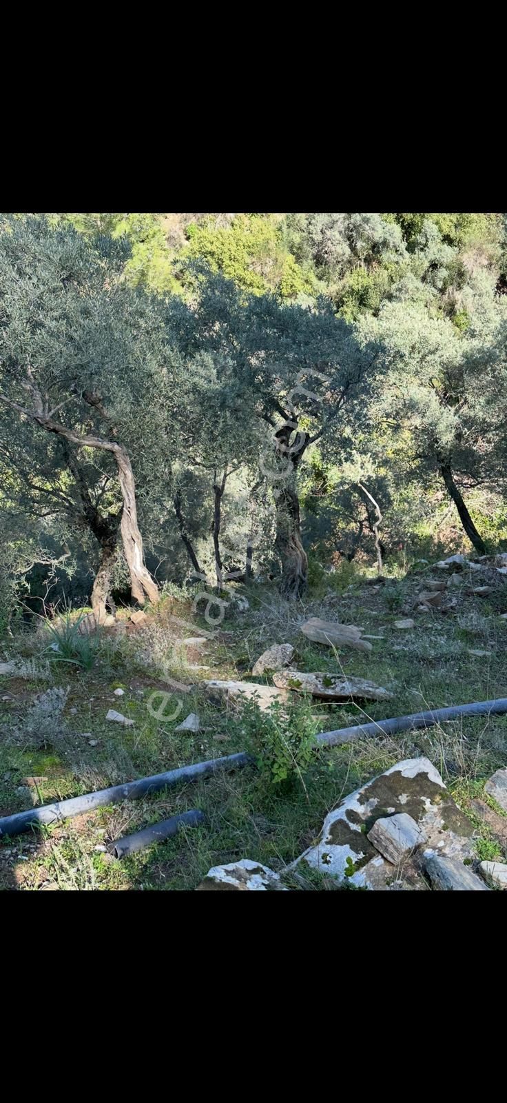 Muğla Milas Da 5 800 M2 Tek Tapu Müstakil Parsel Arazi Satılık - Görsel 4