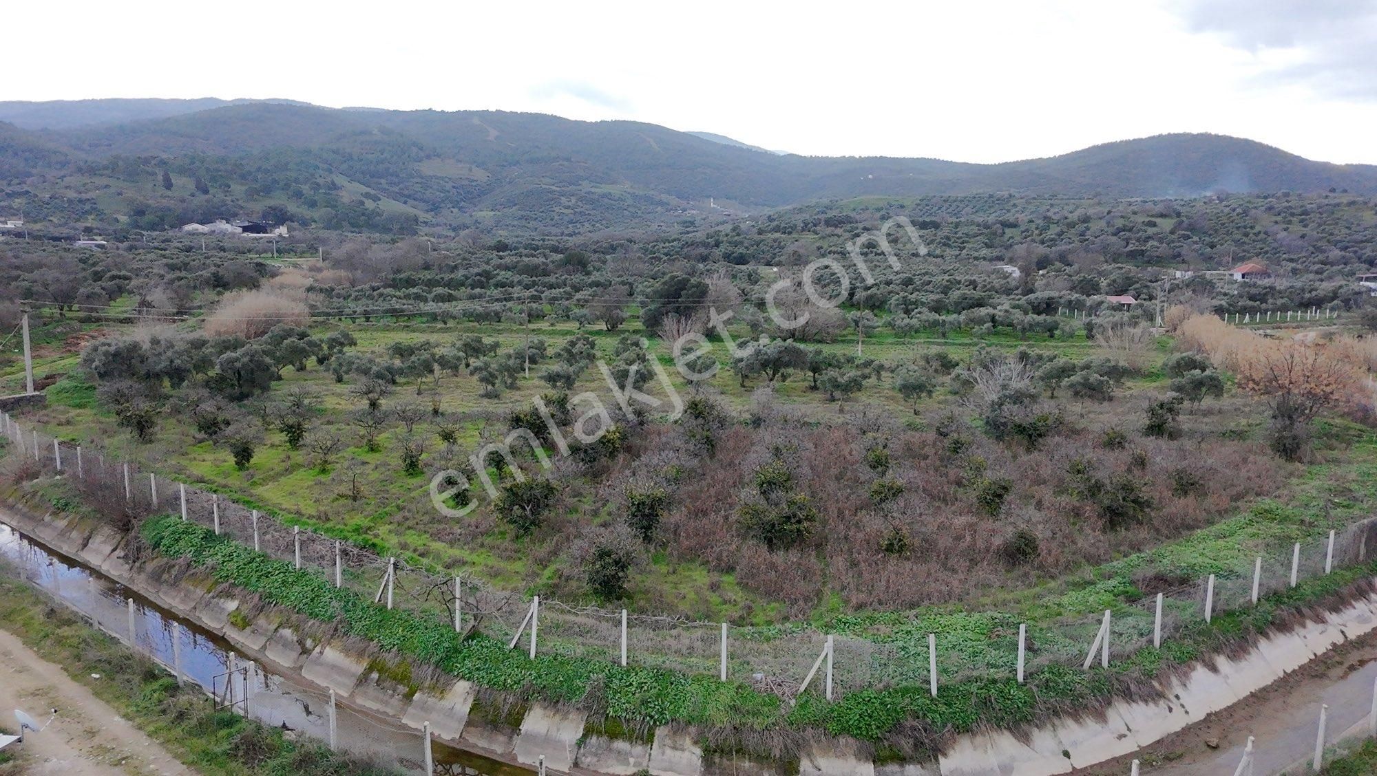 🌿 Aydın / Nazilli – Yazırlı Mahallesi Kırcaklı Mevkisinde Satılık 3 Dönüm Arazi 🌿 - Görsel 5