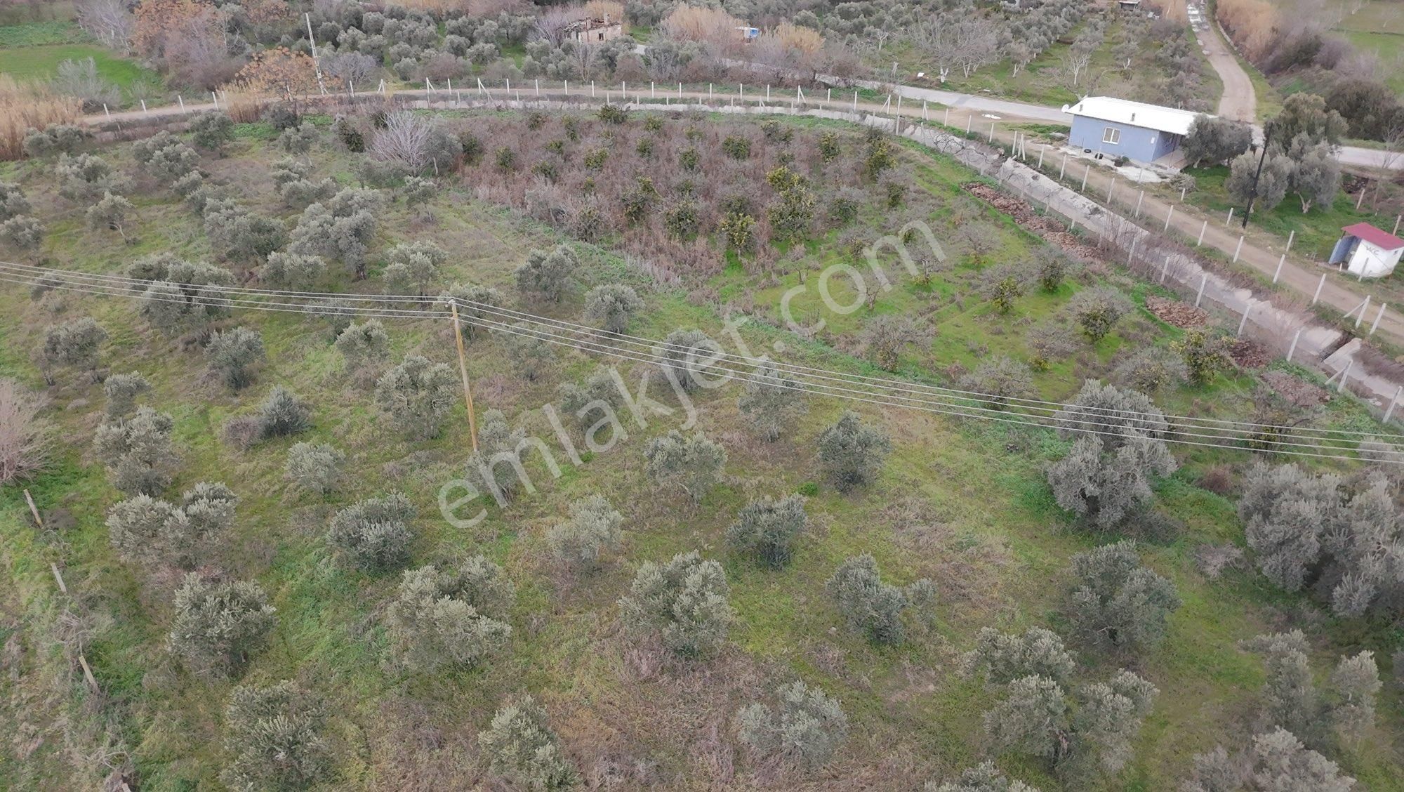 🌿 Aydın / Nazilli – Yazırlı Mahallesi Kırcaklı Mevkisinde Satılık 3 Dönüm Arazi 🌿 - Görsel 12