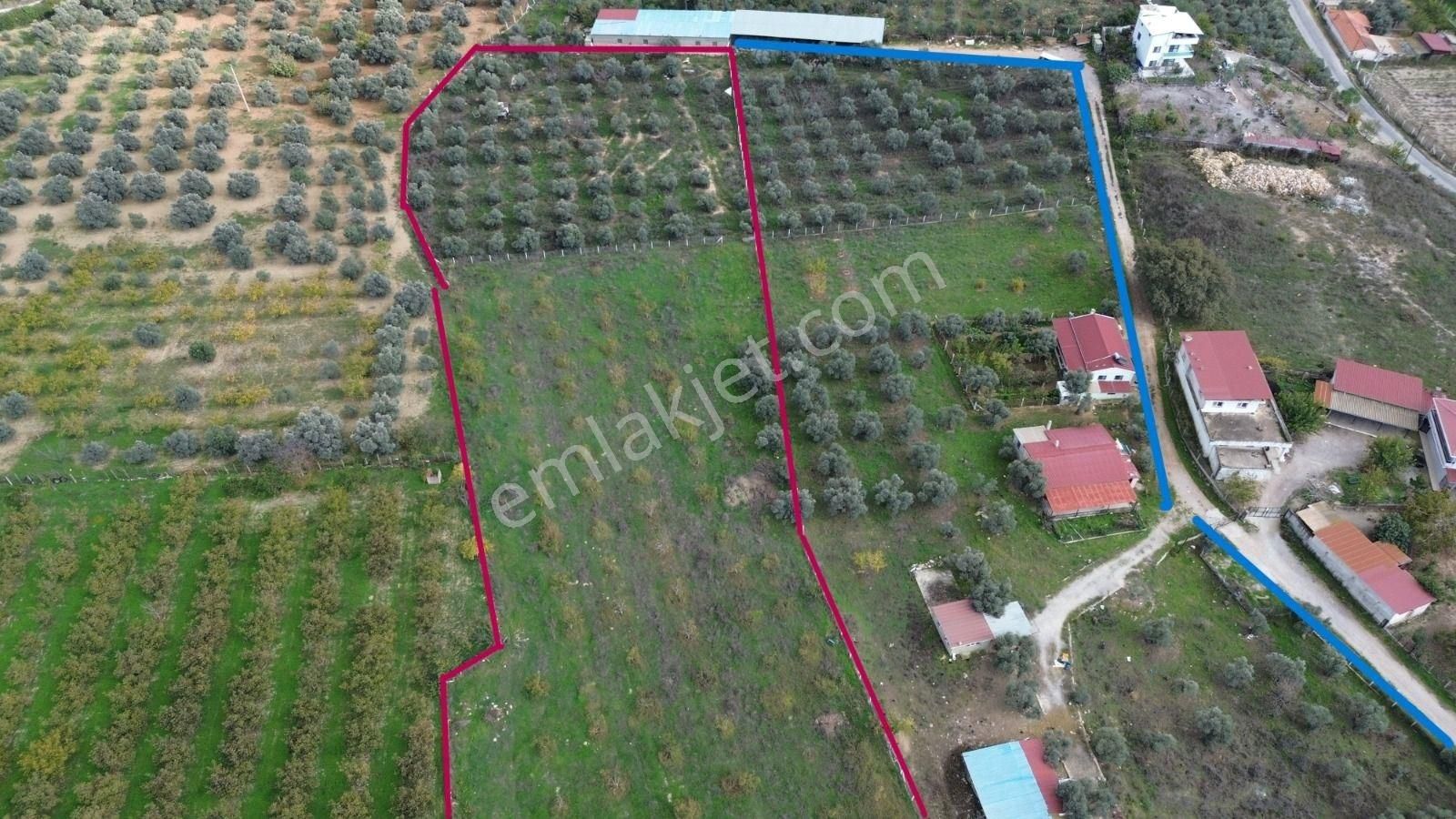 Kuşadası Yeniköy De Asfalt Yola Cepheli Satılık Bahçe - Görsel 8