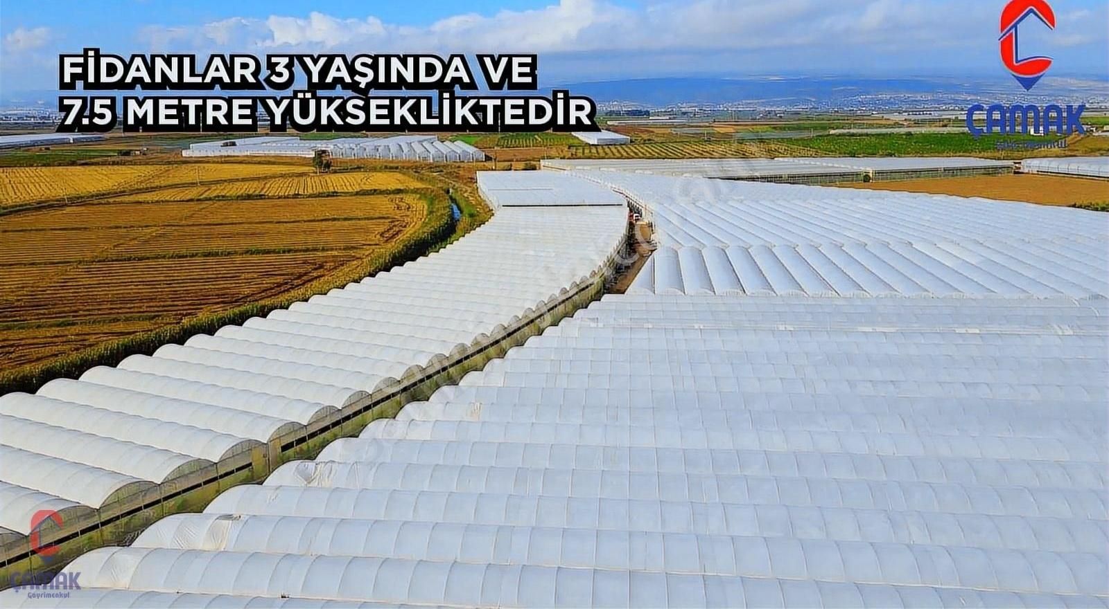Silifke'de Satılık 110 Dönüm Muz Serası - Görsel 7