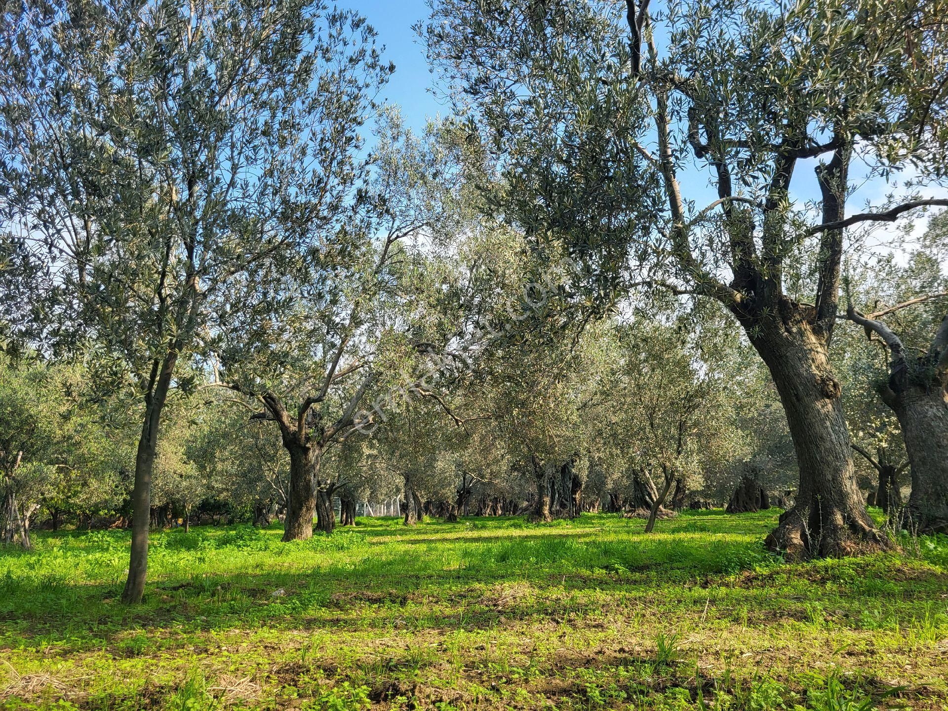 Şehir Merkezine Yakın Satılık 2.500 M2 Zeytin Bahçesi - Görsel 7