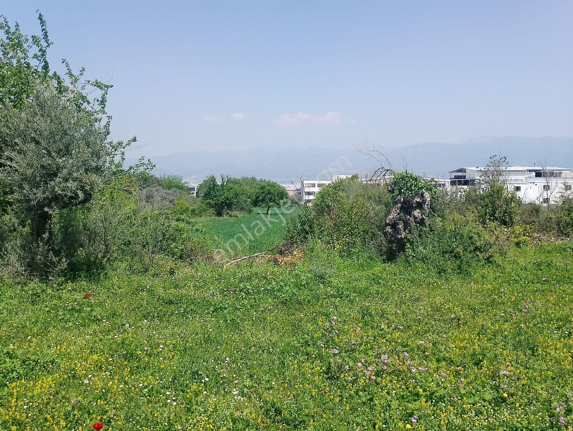Çınarköy De Hisseli Ya Da Tamamı Satılık Villa İmarlı Arsa - Görsel 4
