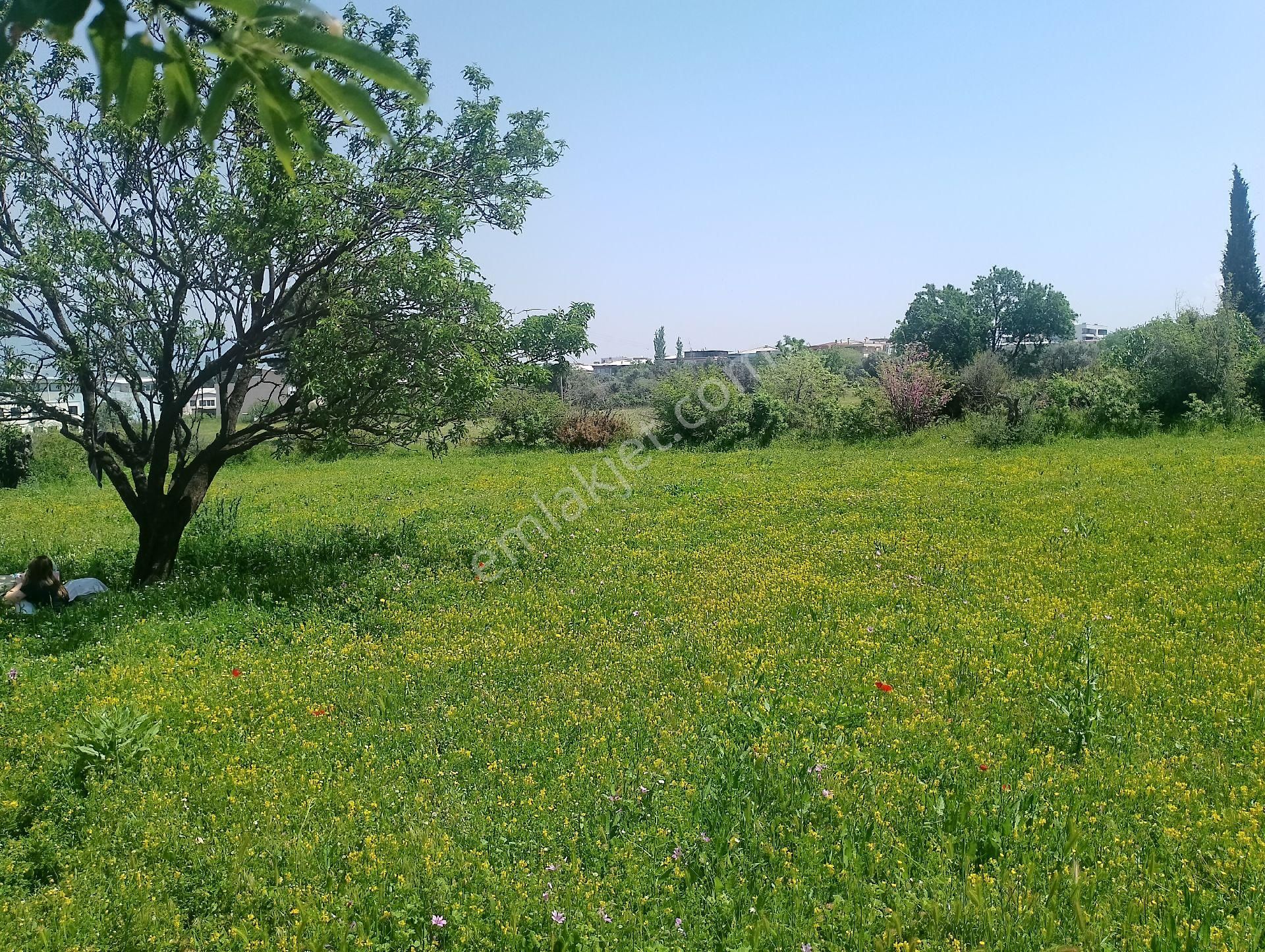 Çınarköy De Hisseli Ya Da Tamamı Satılık Villa İmarlı Arsa - Görsel 5