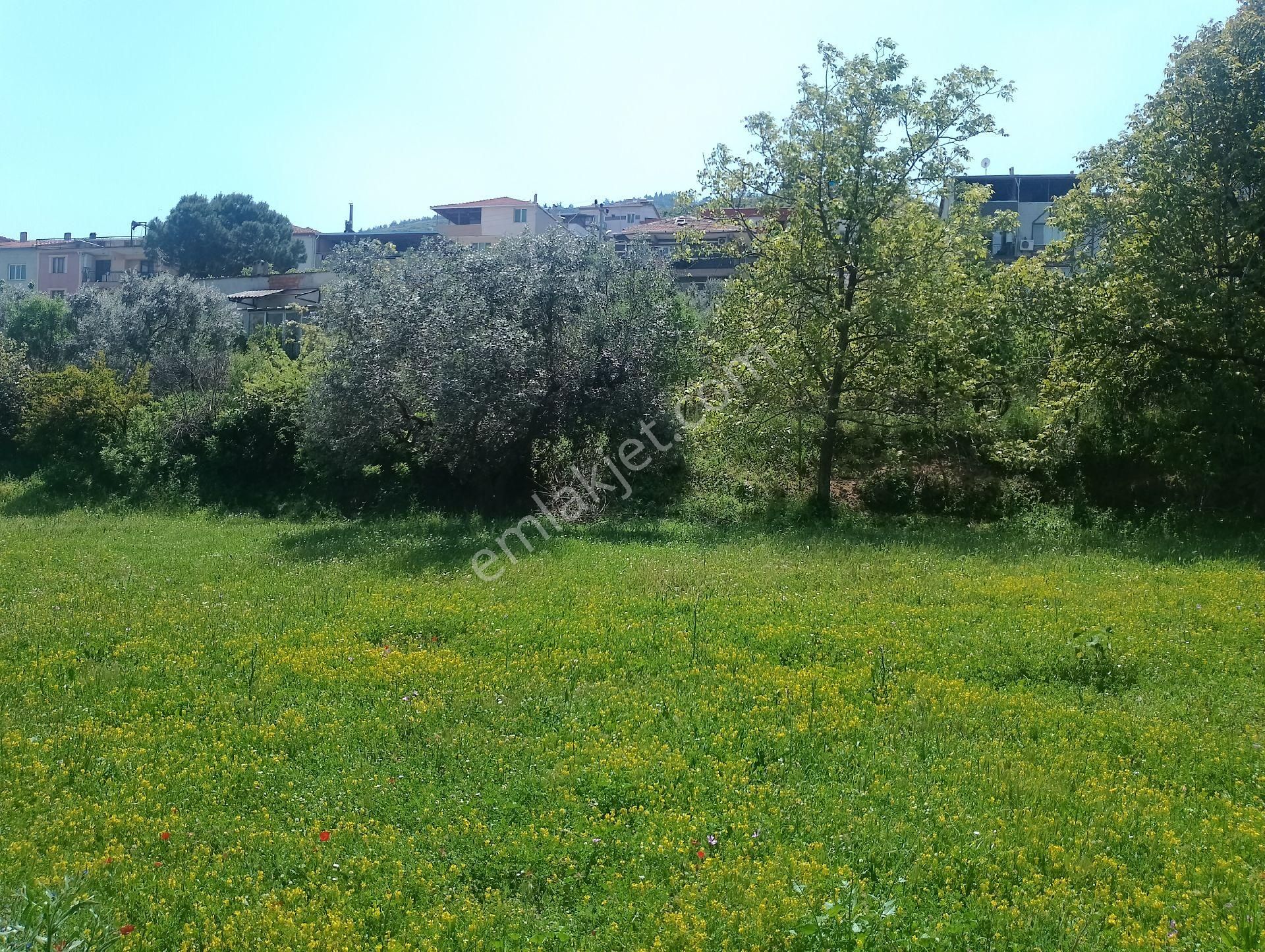 Çınarköy De Hisseli Ya Da Tamamı Satılık Villa İmarlı Arsa - Görsel 6