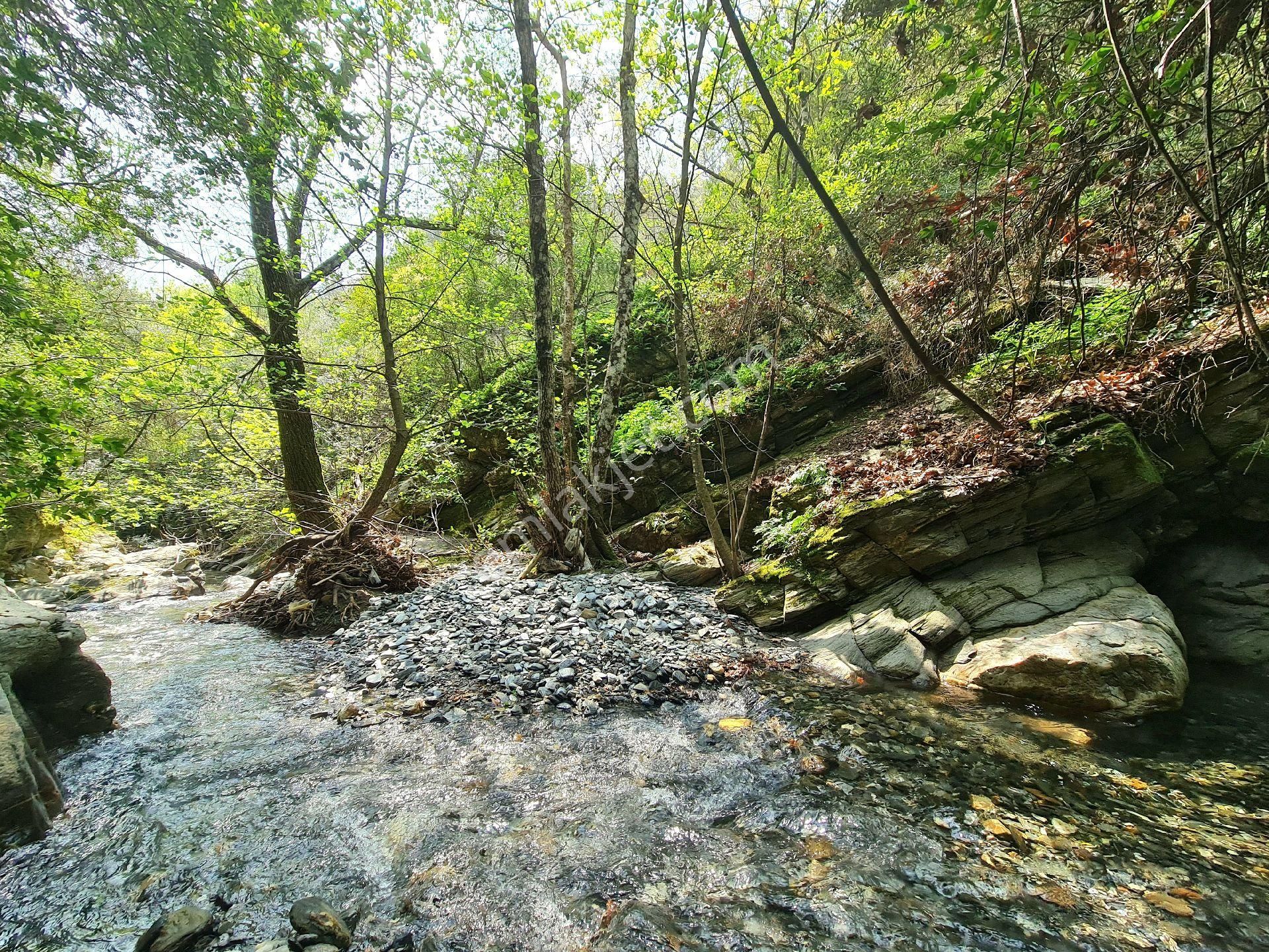 İzmir Bayındır Dernekli 164 M2 Asfalt Yola Cepheli Zeytinlik. Açıklamayı Okuyarak Arayınız. - Görsel 5