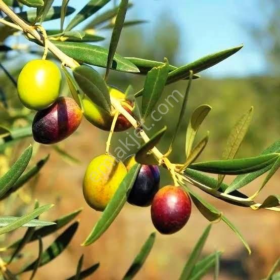 İzmir Bayındır Dernekli 164 M2 Asfalt Yola Cepheli Zeytinlik. Açıklamayı Okuyarak Arayınız. - Görsel 6