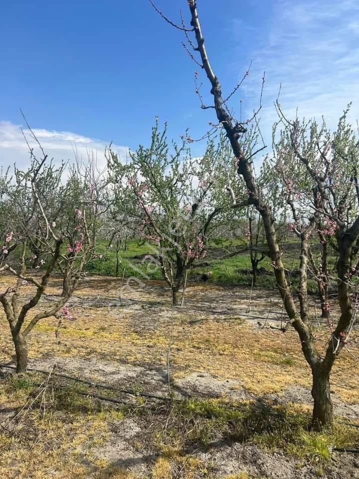 İzmir Kemalpaşa Bağyurdu'nda 10.450m²satılık Şeftali Bahçesi - Görsel 6