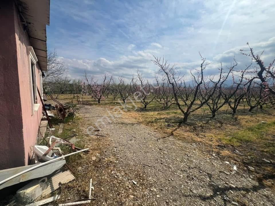 İzmir Kemalpaşa Bağyurdu'nda 10.450m²satılık Şeftali Bahçesi - Görsel 4