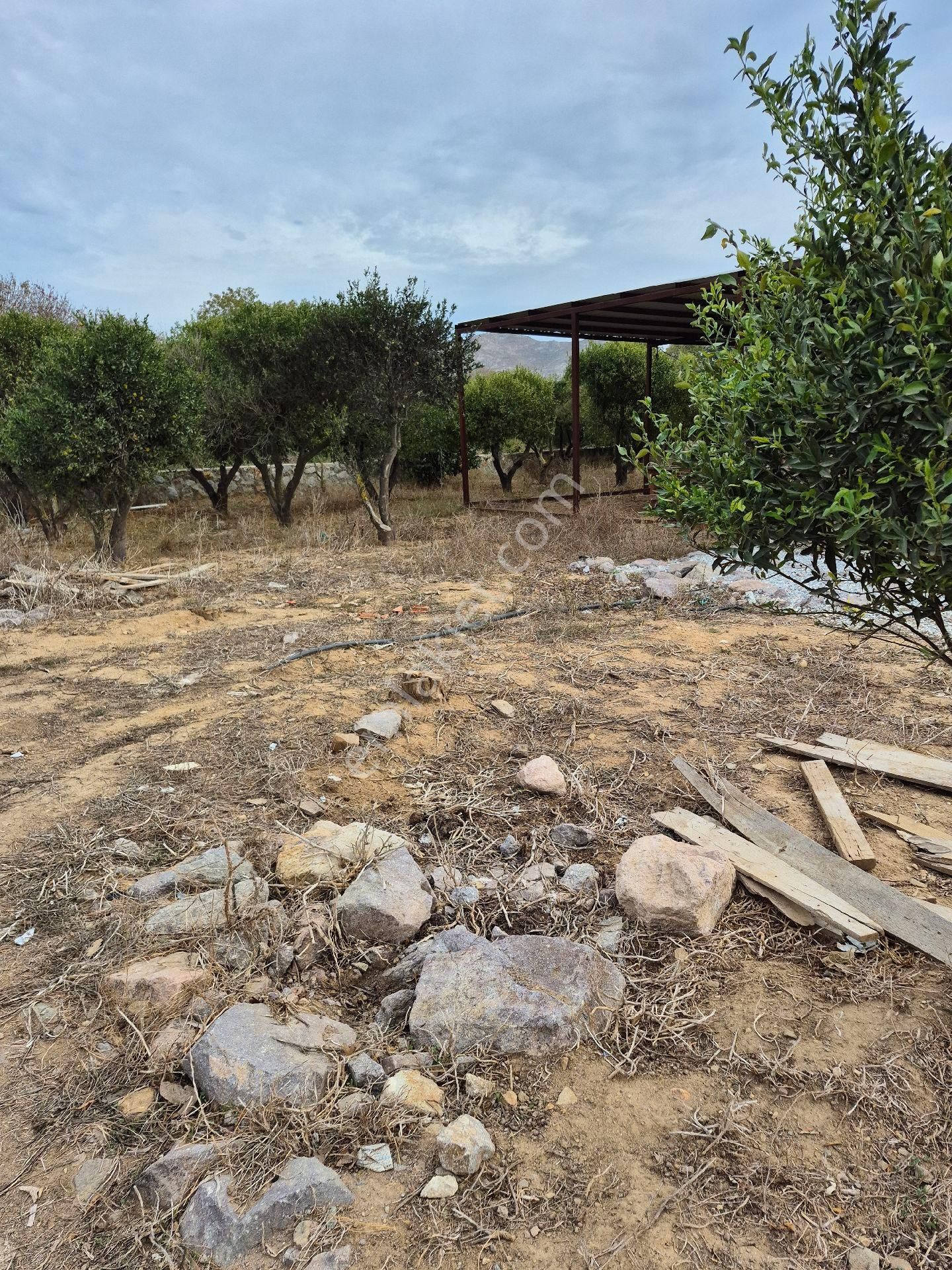 Bodrum Gümüşlük Merkezde Satılık 5100 M2 Satılık Narenciye Bacesi - Görsel 2