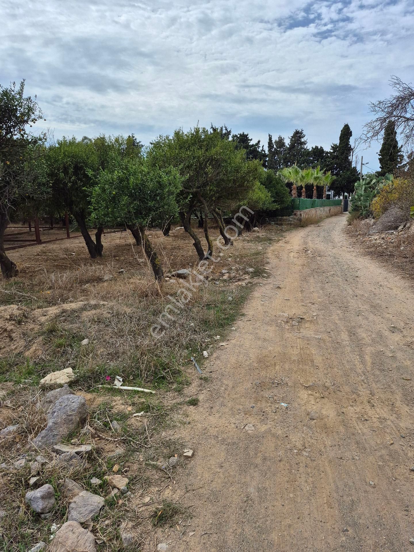 Bodrum Gümüşlük Merkezde Satılık 5100 M2 Satılık Narenciye Bacesi - Görsel 3