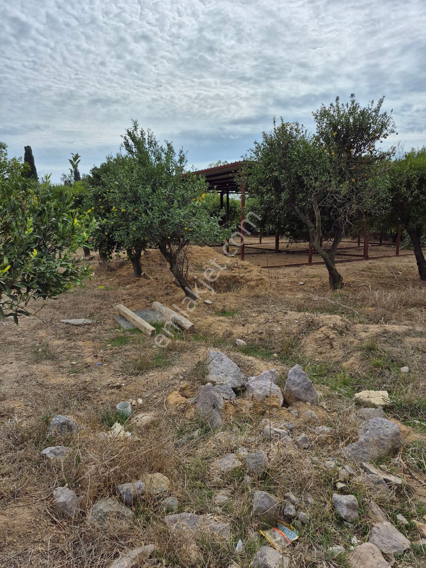 Bodrum Gümüşlük Merkezde Satılık 5100 M2 Satılık Narenciye Bacesi - Görsel 4