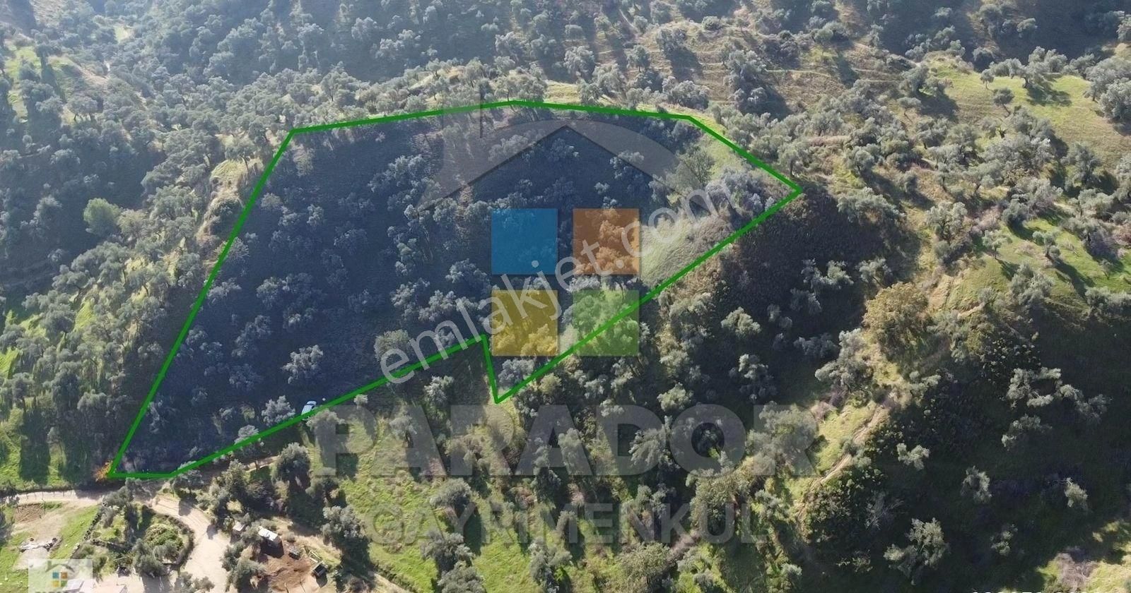 Aydın Nazilli İsabeyli Mahallesinde Satılık 3968 M² Zeytinlik - Görsel 4